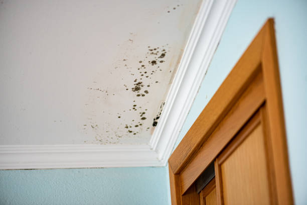 Best Commercial Mold Remediation in Dorr, MI