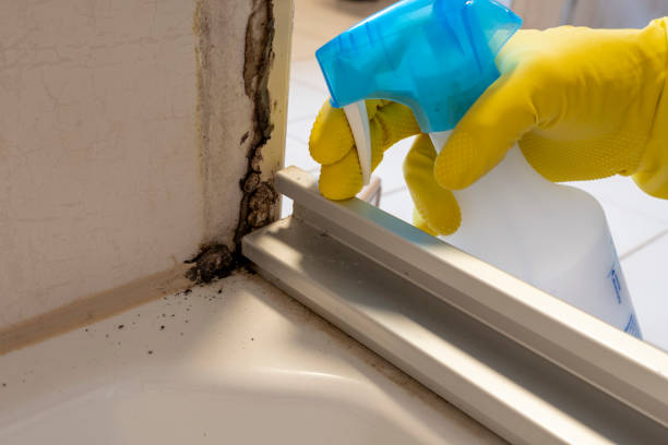 Best Mold Remediation for Specific Building Types in Dorr, MI