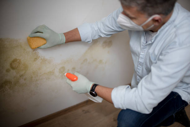 Best Preventive Mold Services in Dorr, MI