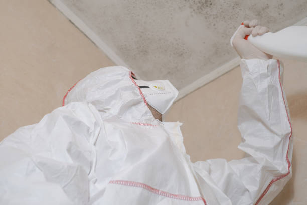 Trusted Dorr, MI Mold Remediation Experts