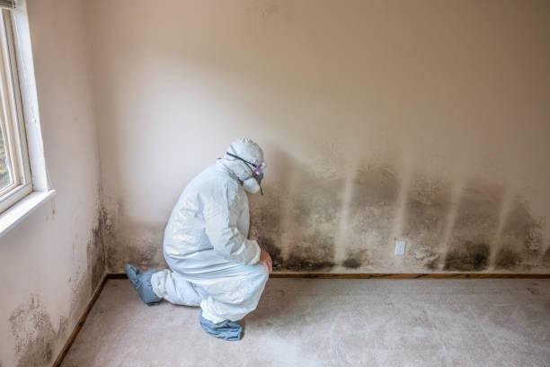 Best HVAC Mold Remediation in Dorr, MI