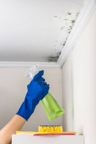 Best HVAC Mold Remediation in Dorr, MI
