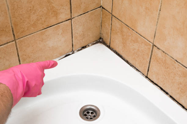 Best Insurance-Related Mold Remediation in Dorr, MI
